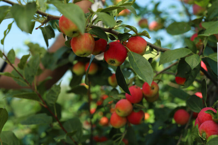 Самые популярные плодовые деревья для выращивания на дачном участке — яблони, груши, сливы, вишни, черешни и персики